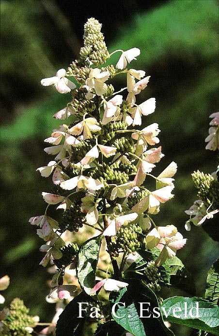 Hydrangea paniculata 'Pink Lady'