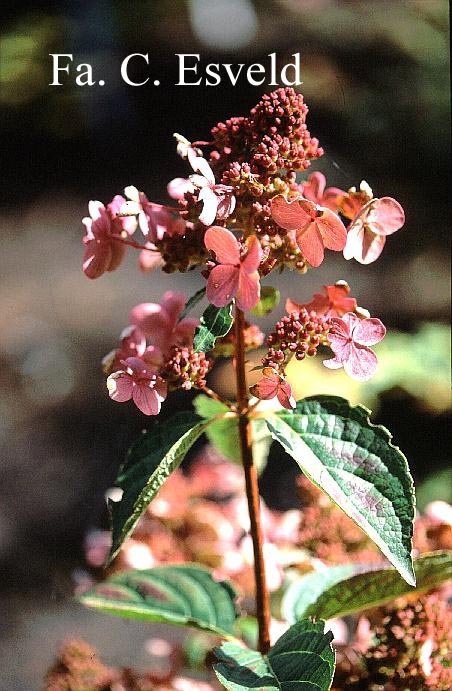 Hydrangea paniculata 'Dharuma'