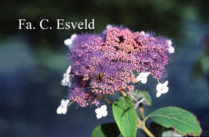 Hydrangea aspera 'Rowallane'