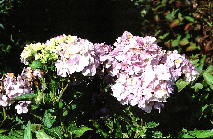 Hydrangea macrophylla 'Juhni hito e'