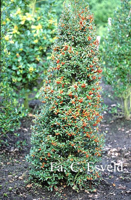 Ilex 'September Gem'