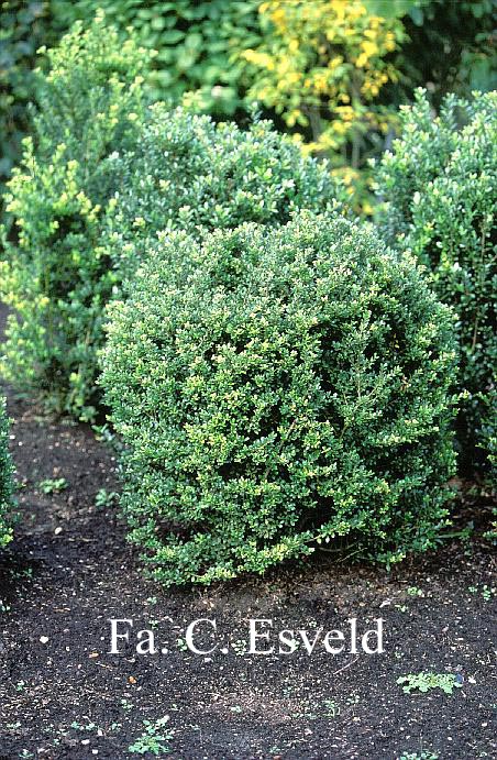 Ilex crenata 'Gloria'