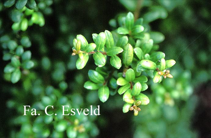 Ilex crenata 'Twiggy'