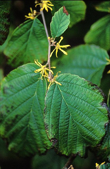 Hamamelis virginiana