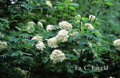 Sorbus commixta