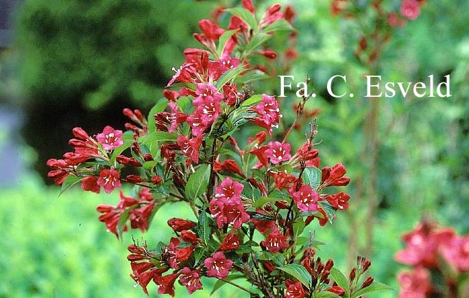 Weigela 'Bristol Ruby'