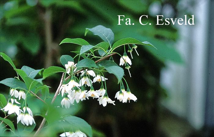 Styrax hookeri var. yunnanensis