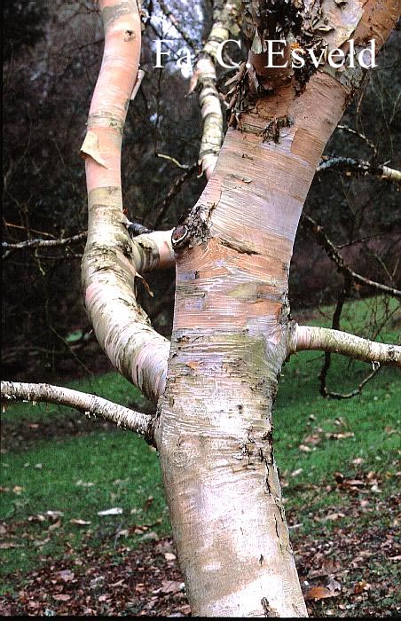 Betula ermanii