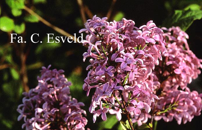 Syringa diversifolia