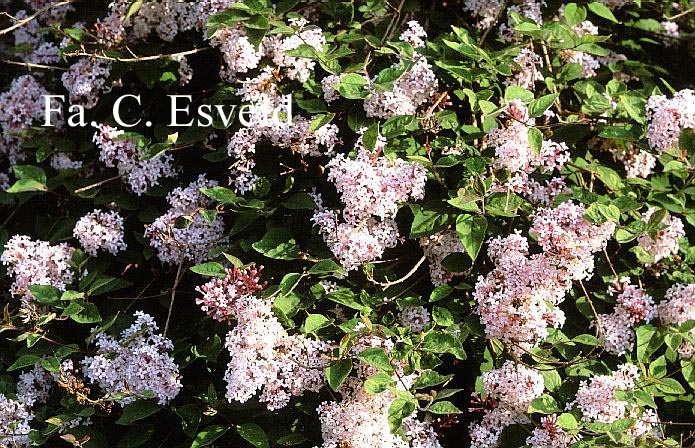 Syringa microphylla 'Superba'