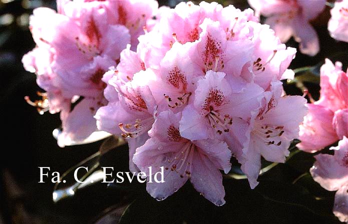 Rhododendron 'Albert Schweitzer'