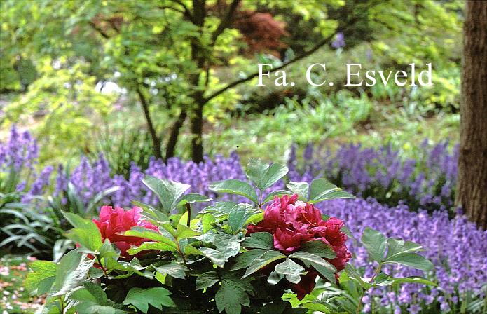 Paeonia suffruticosa 'Houki'