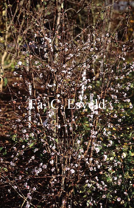 Viburnum bodnantense 'Dawn'