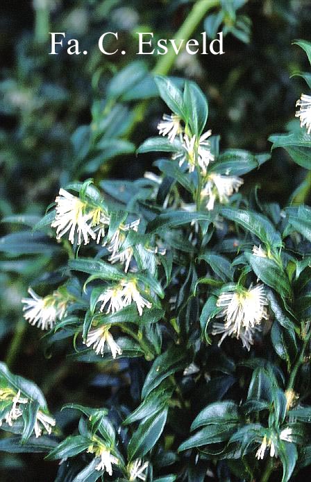 Sarcococca confusa