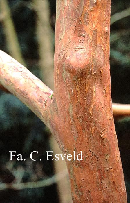 Stewartia pseudocamellia