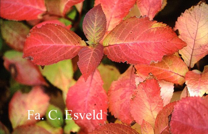 Hydrangea serrata 'Veerle'