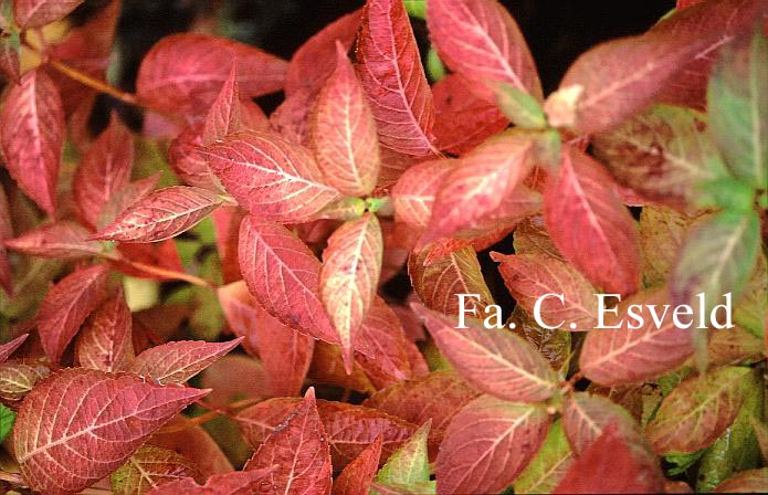 Hydrangea macrophylla 'Curtis Legacy'