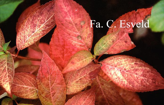 Hydrangea serrata 'Bluebird'