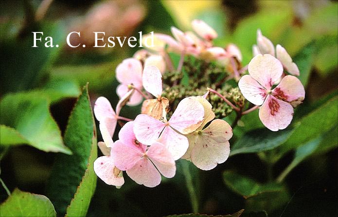 Hydrangea macrophylla 'Blauling'