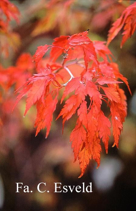 Acer palmatum 'Koshi mino'