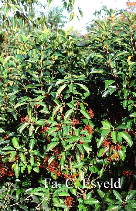 Viburnum odoratissimum