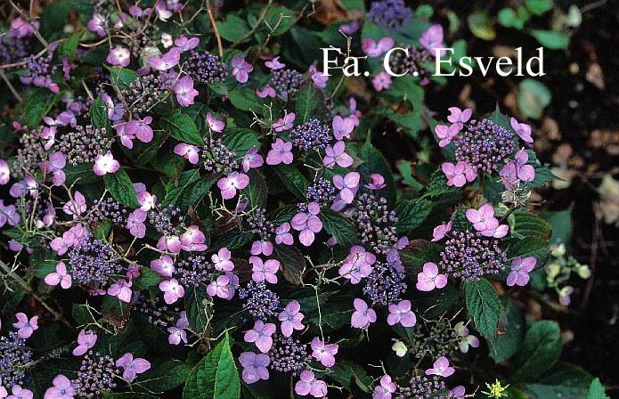 Hydrangea serrata 'Forget Me Not'