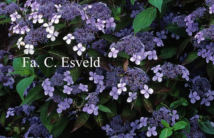 Hydrangea serrata 'Aigaku'