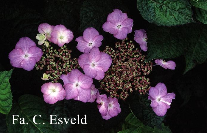 Hydrangea macrophylla 'Dancing Lady'