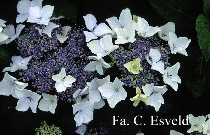 Hydrangea macrophylla 'Stourton Lace'