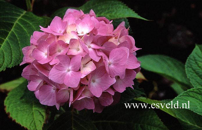 Hydrangea macrophylla 'Shin ozaki'