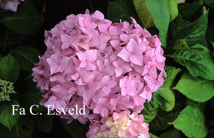 Hydrangea macrophylla 'Vindool' (DOOLEY)