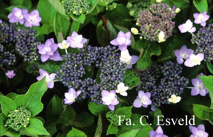 Hydrangea macrophylla 'Izu no hana'