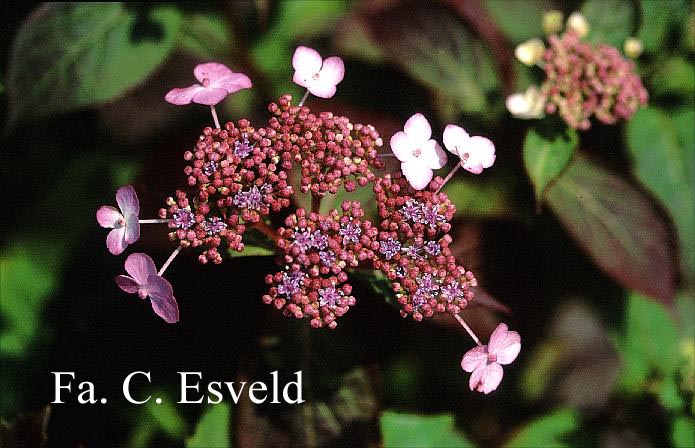 Hydrangea serrata 'Aka tsanayama'