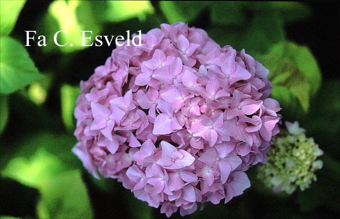 Hydrangea macrophylla 'Vindool' (DOOLEY)