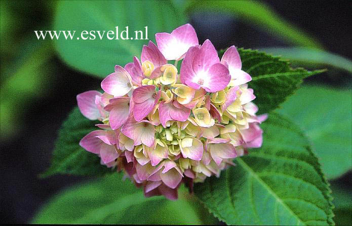 Hydrangea macrophylla 'Shin ozaki'