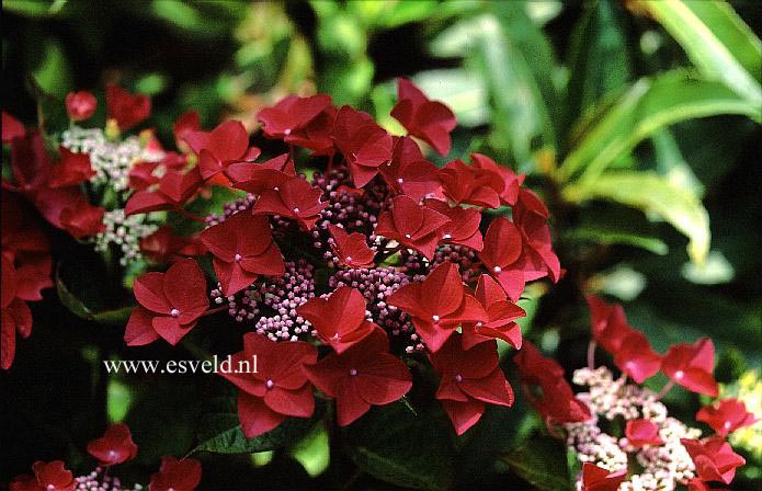 Hydrangea macrophylla 'Lady in Red'