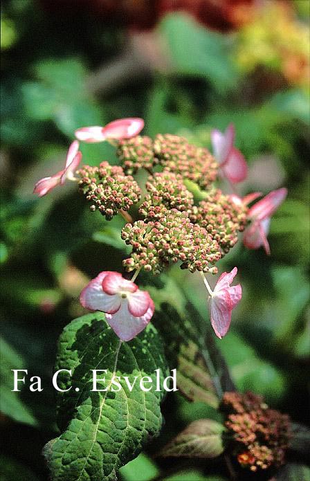 Hydrangea serrata 'Wryneck'