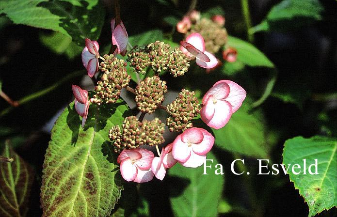 Hydrangea serrata 'Wryneck'