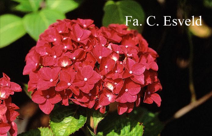 Hydrangea macrophylla 'Vorster Frührot'