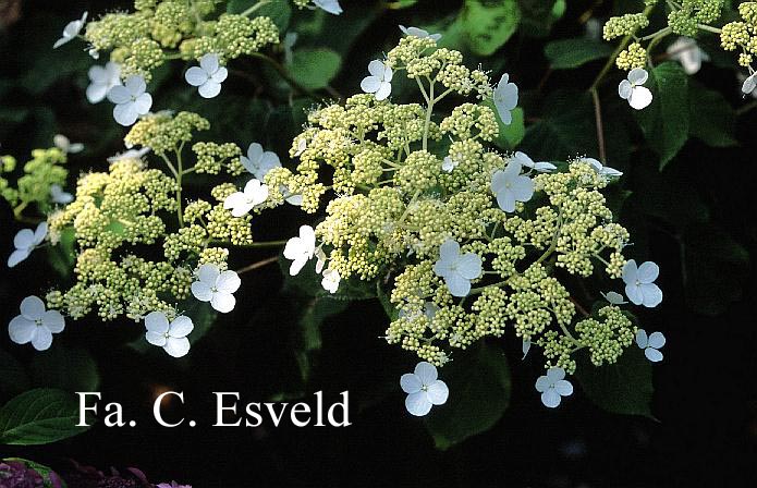 Hydrangea aspera rubusta var. longipes