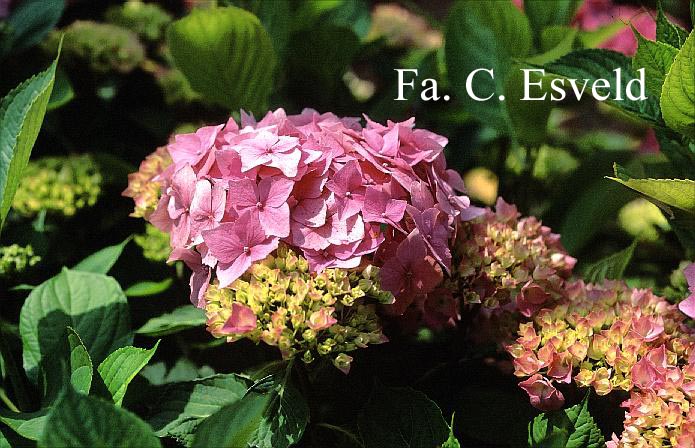 Hydrangea macrophylla 'Marquise'