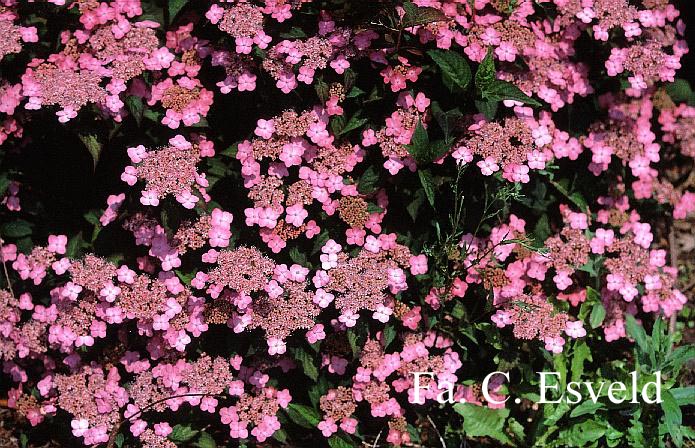 Hydrangea serrata 'Autumn Fire'