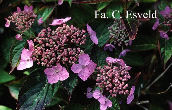 Hydrangea serrata 'Spreading Beauty'