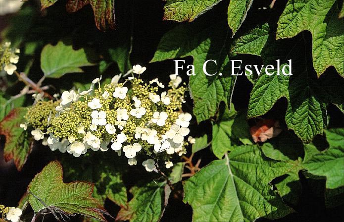 Hydrangea quercifolia 'Alice'