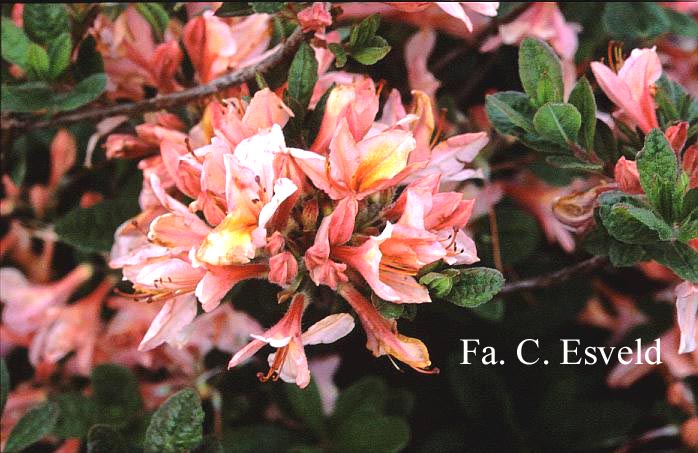 Azalea 'Soir de Paris'