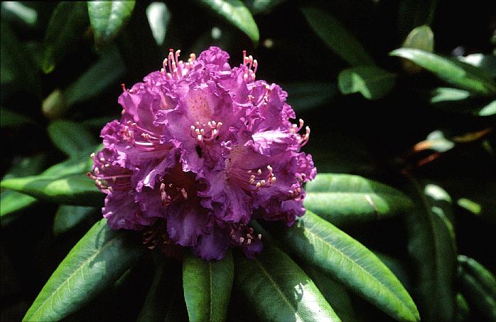 Rhododendron 'Alfred'