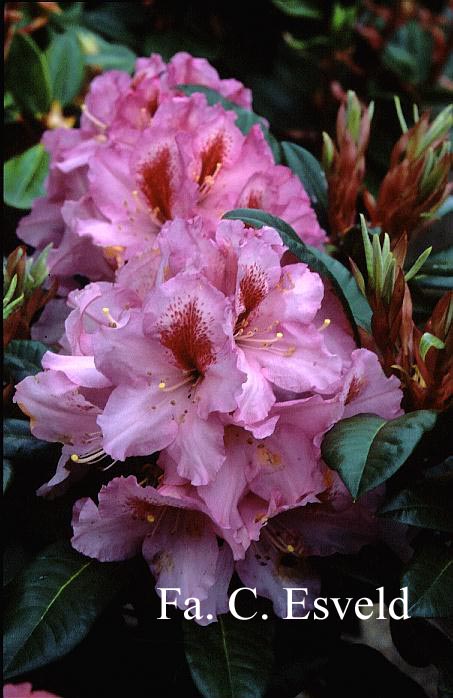 Rhododendron 'Lumina'