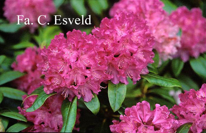 Rhododendron 'Pink Lady'