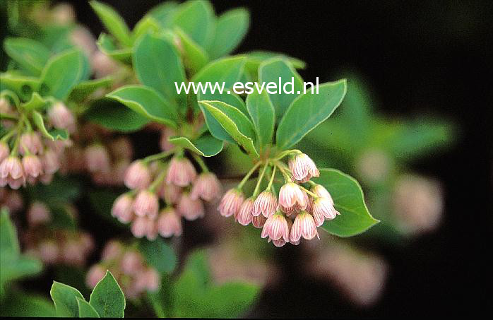 Enkianthus campanulatus 'Venus'