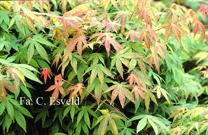 Acer palmatum 'Westonbirt Orange'